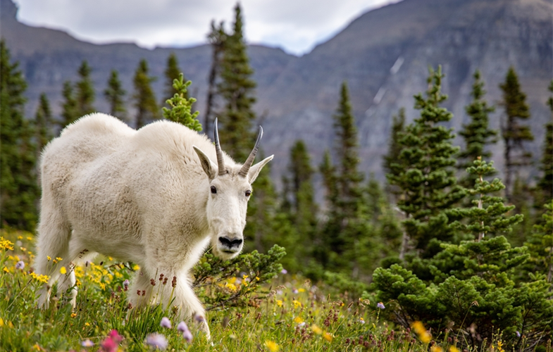 Female mountain goat (nanny) in alpine meadow - Glacier National Park CREDIT: Forest P. Hayes